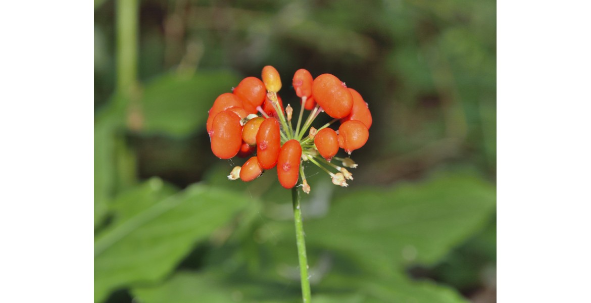 What does ginseng look like?